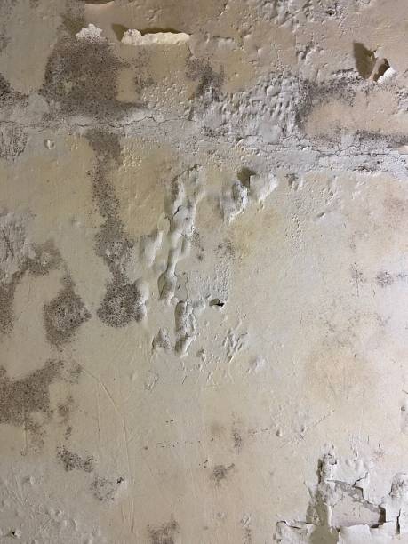 Best Mold Testing and Inspection Services in Granby, MO
